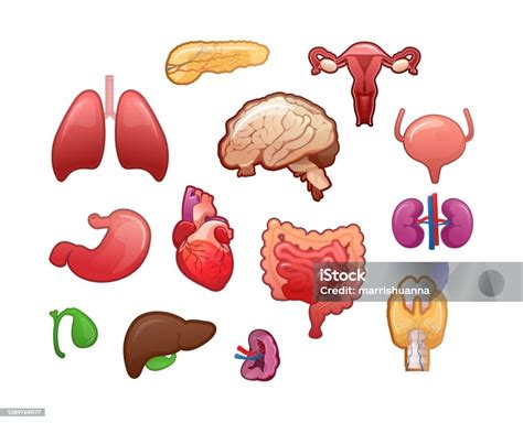 인간의 내부 장기를 위한 아이콘 세트 갑상샘에 대한 스톡 벡터 아트 및 기타 이미지 갑상샘 췌장 만화 Istock