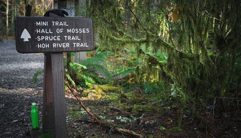 Hoh Rain Forest Trails Olympic National Park Stock Photo - Download ...