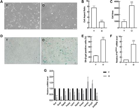 A Comprehensive Analysis Of Age Related Metabolomics And