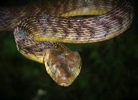 Hawaii Invasive Species Council | Brown Tree Snake