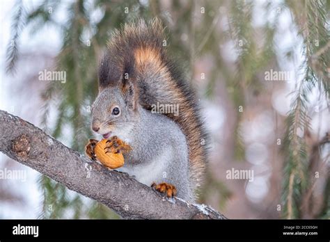 Das Eichhörnchen Mit Nuss Sitzt Im Winter Oder Herbst Auf Tannenzweigen