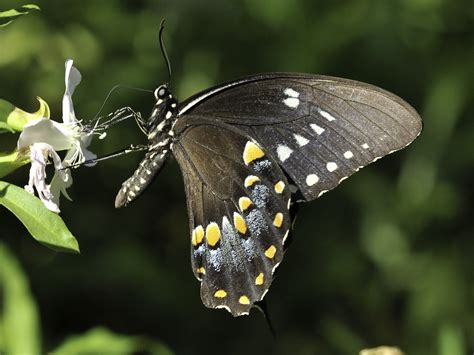 Spicebush Swallowtail — wisconsinbutterflies.org