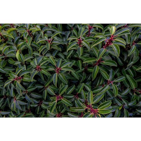 Online Orchards Gal Portuguese Evergreen Laurel Shrub With Fragrant