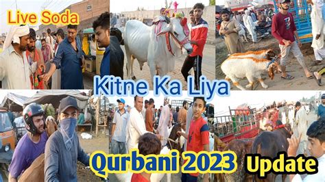 Kitne Ka Liya Qurbani Ka Janwar Live Deal Shahpur Kanjra Mandi