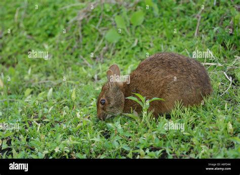 Marsh Rabbit Sylvilagus Palustris Wakodahatchee Wetlands Delray Beach