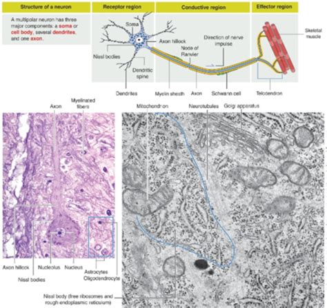 Nerve Tissue Histology Flashcards Quizlet