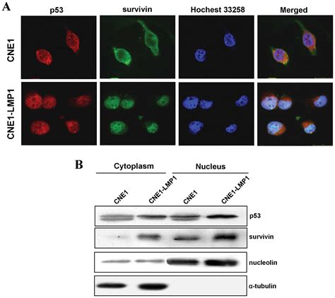 Epstein Barr Virus Oncoprotein LMP1 Mediates Survivin Upregulation By