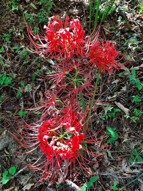 Red Spider Lily Bulbs X4 - Etsy