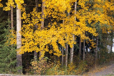 Aspen Tree Foliage in Autumn Colors Stock Photo - Image of leaf, fall ...