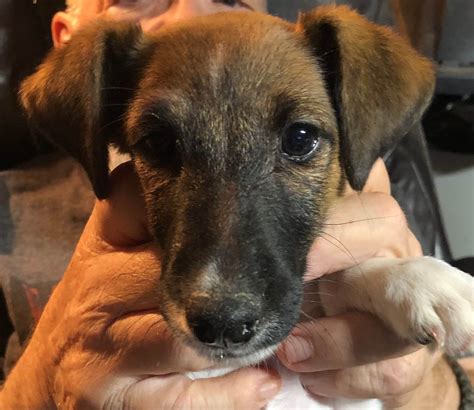 Smooth Fox Terrier Puppies For Sale - AKC PuppyFinder
