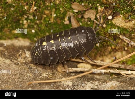 Closeup Of A Common Pill Bug Roly Poly Or Carpenter Armadillidium