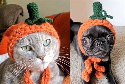 pet costume CAT COSTUME HALLOWEEN pumpkin dog by HandmadeMonster