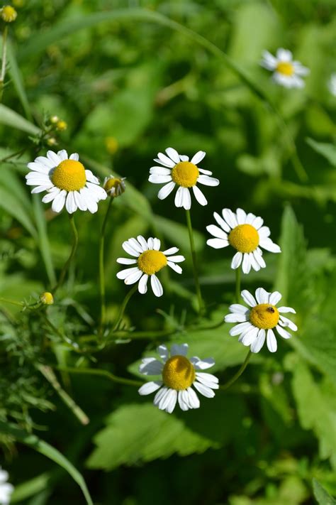 How to Make an Herbal Tincture: 2 Easy Methods - Kaits Garden