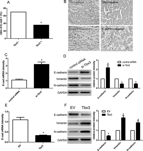 Tbx3 Is Inversely Correlated With E Cadherin In Hcc A The Positive Download Scientific