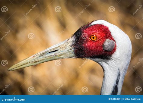 Portrait Of A Sarus Crane Stock Photography | CartoonDealer.com #49296782