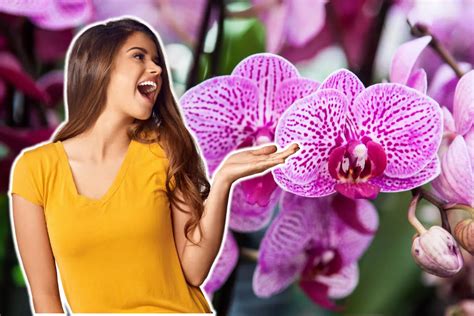 L astuce surprenante pour faire fleurir une orchidée rapidement