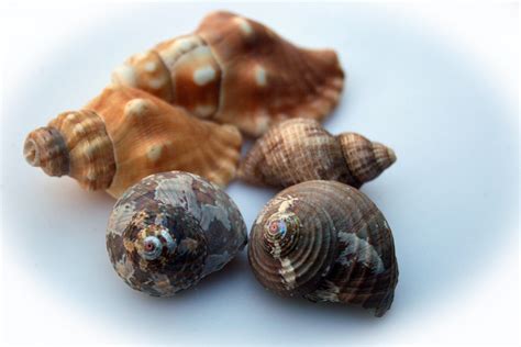 Assorted Conch Shells Free Stock Photo Public Domain Pictures