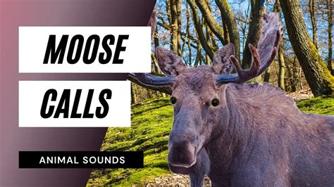 The Animal Sounds Moose Calls Sound Effect Animation Youtube