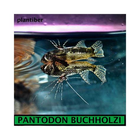 Pantodon Buchholzi PEZ MARIPOSA Plantiber