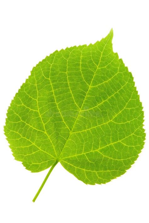 Lime Tree Leaf Royalty Free Stock Photos - Image: 5223408