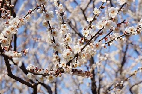 上海莘庄公园梅花盛开 感受初春浪漫上海旅游攻略 正在旅行