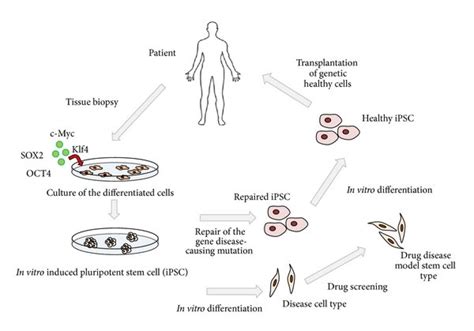 Potential Applications Of Human Ipscs The Ipscs Technology Can Be