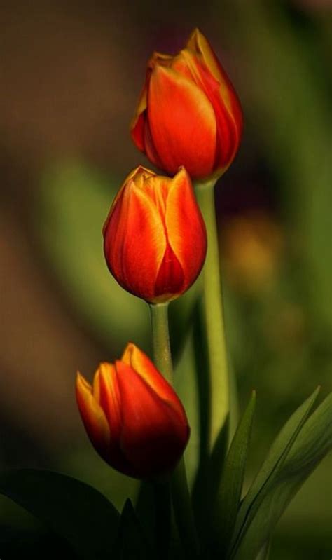 Bau Wallpapers: Wallpaper Bunga Tulip