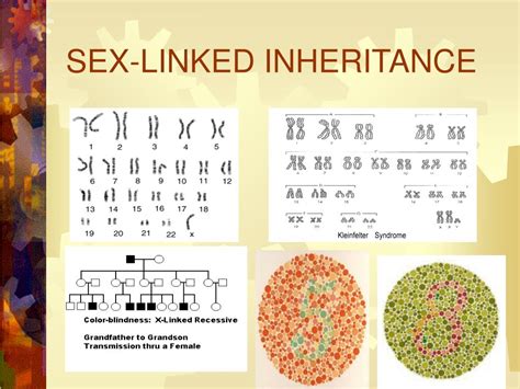 Ppt Sex Linked Inheritance Powerpoint Presentation Id605313