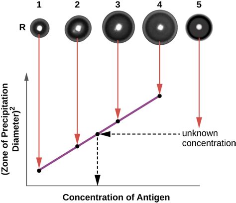 21 2 Detecting Antigen Antibody Complexes Microbiology Canadian Edition