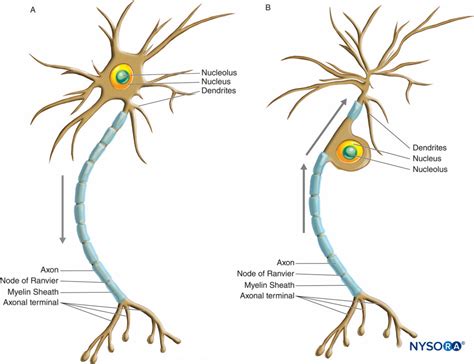 Histology of the Peripheral Nerves and Light Microscopy - NYSORA | NYSORA