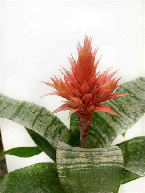 Comprar Bromelias En Vivero Roots