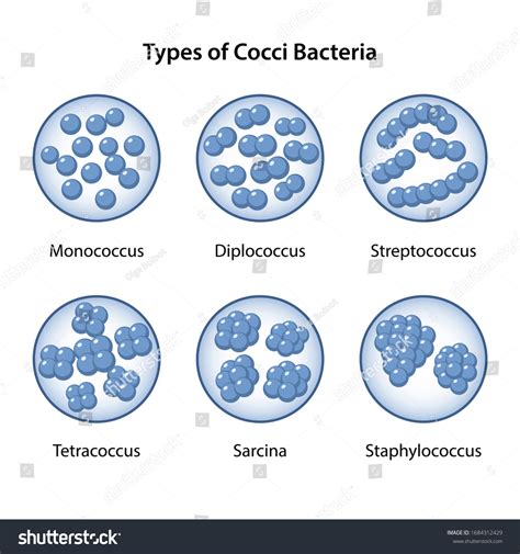 Types Of Coccus Coccus Spherical Shapes: Monococcus,, 53% OFF