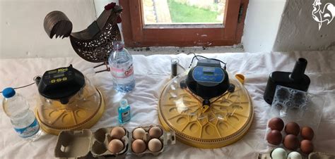 Ten Steps To Choosing Your Perfect Chicken Egg Incubator