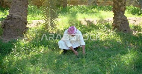 A Saudi Gulf Farmer Harvesting And Picking Dates A Traditional