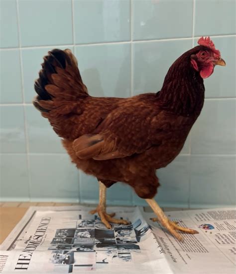 The Inside Story Of Pentagon Chickens Capture Washingtonian