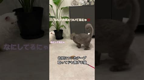 ドヤ顔のふうちゃん 猫 かわいい 猫好きさんと繋がりたい 猫のいる暮らし 猫動画 Cat Shorts 動物（犬・猫 他色々