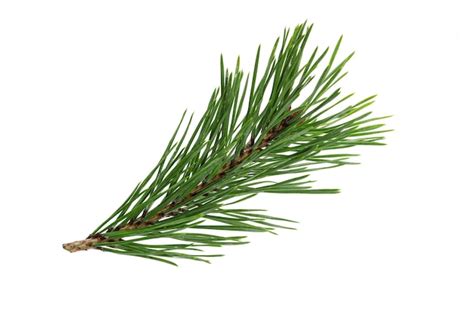 Premium Photo Green Natural Pine Branch Isolated On White Background