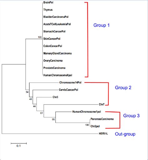 Molecular Phylogenetic Analysis By Neighborjoining Method Saitou And