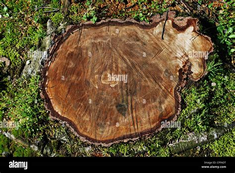 Cortar troncos de árboles en la hierba vista aérea Fotografía de stock