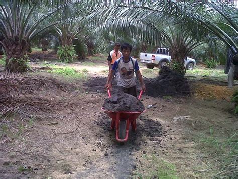 Pemupukan Organik Pada Tanaman Kelapa Sawit