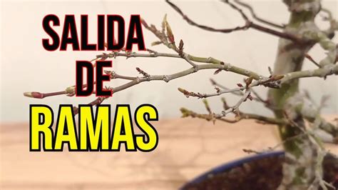 C Mo Crear Las Ramas En Un Bons I De Arce Palmatum Youtube