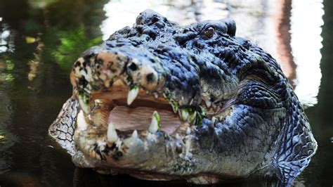 Cassius, the world's biggest captive crocodile, may have been over 120 ...