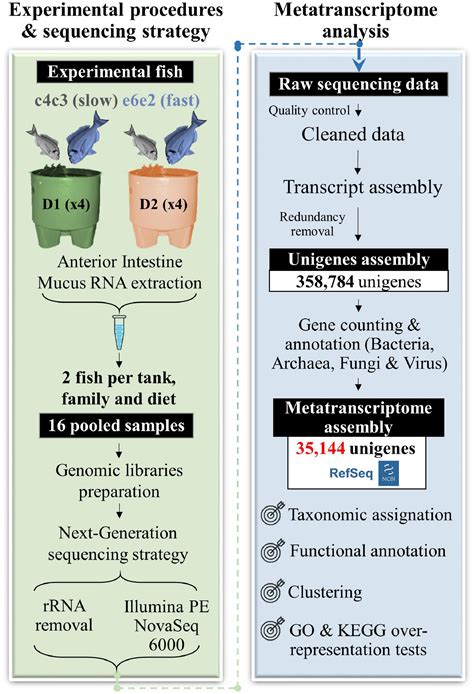 Frontiers Diet And Host Genetics Drive The Bacterial And Fungal