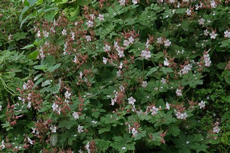 Geranium Macrorrhizum Spessart