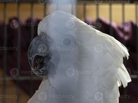 Cacatua bird in a cage 11968019 Stock Photo at Vecteezy