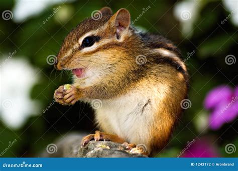 Chipmunk eating stock photo. Image of curiosity, creature - 1243172