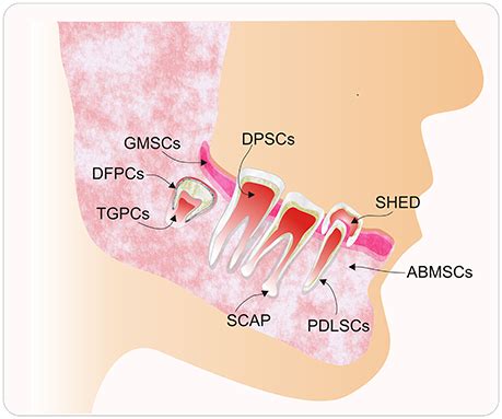 Frontiers Stem Cells From Dental Pulp What Epigenetics Can Do With