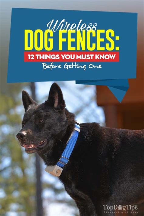 Wireless Dog Fence: 12 Pros and Cons You Must Know [Infographic]