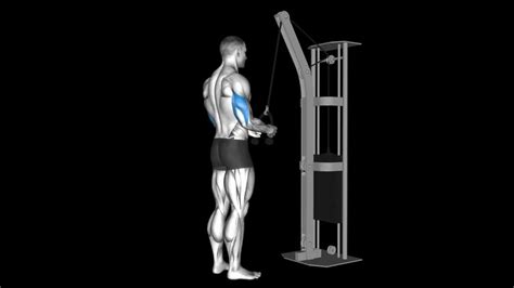 Cable Underhand Tricep Pushdown – How To Video, Alternatives & More