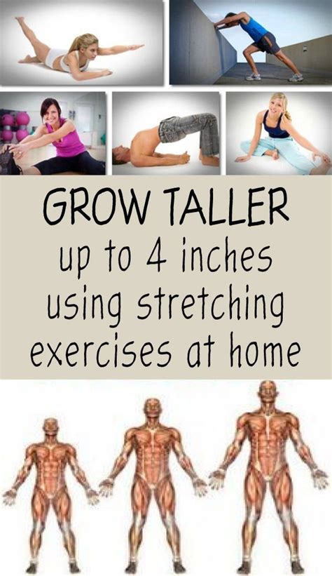 Some Strategies And Specific Exercises Can Help You Grow Four Inches 10 Cm Taller Did You